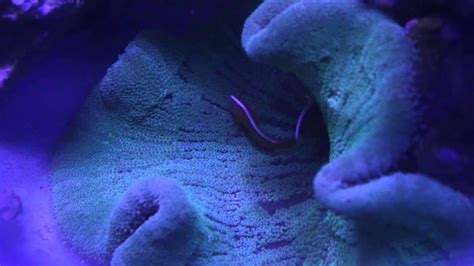 Skunk Clowns Hosting Carpet Anemone After One Day Youtube