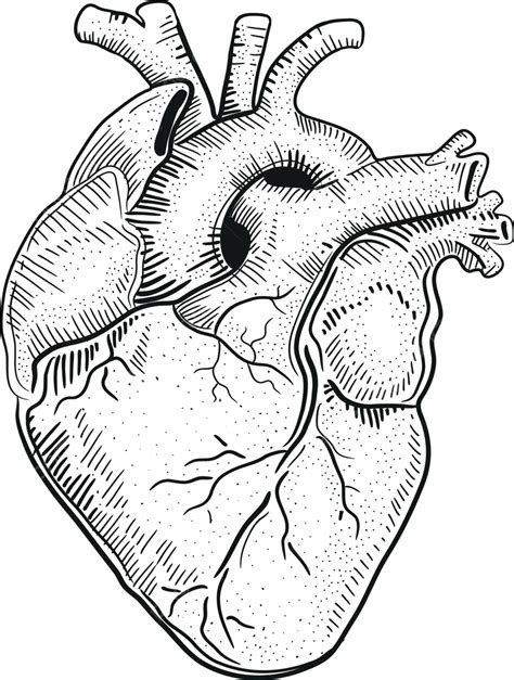 Coração Humano Vector Ilustração Humana Vetor Png Vetor Humano