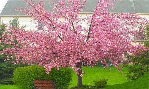 Since almond flowers are very sensitive to the cold, it is highly recommended to find a spot for it that is very sheltered from cold winter winds. Cherry-Almond Tree | Groupon Goods