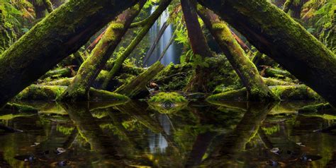 Landscape Nature Photography Mirrored Moss Trees Ferns Green