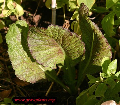 Mustard Greens How To Grow And Care