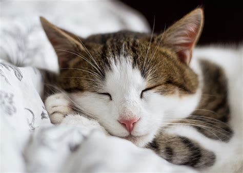 Brown torby and white (brown spotted torby and white) calico tortoiseshell with large patches of white. brown , black , and white calico cat lying on white ...