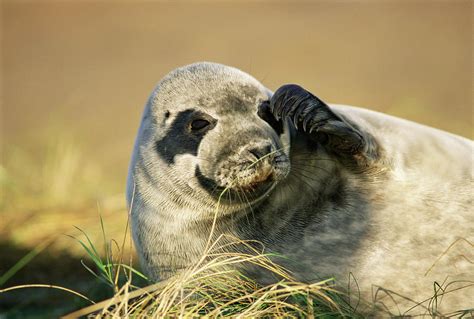 Grey Seal Pup Photograph By Duncan Shawscience Photo Library Pixels