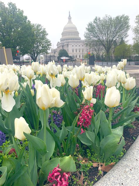 RSBN 🇺🇸 on Twitter: "Good Morning from DC. Have a great day! 🇺🇸…