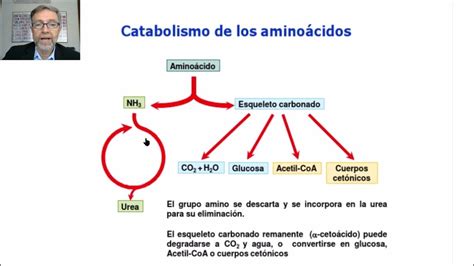 Catabolismo De Proteinas Y Aminoácidos Esquema General Del Catabolismo