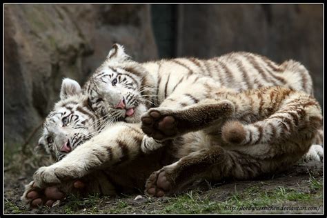 White Tiger Love By Af Photography On Deviantart