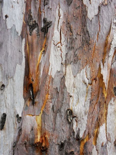 Texture Tree Bark Free Stock Photo Public Domain Pictures