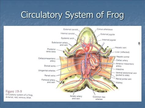 Frog Circulatory System Diagram