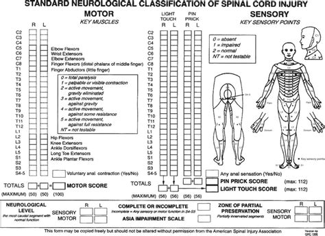 Spinal Cord And Related Injuries Musculoskeletal Key