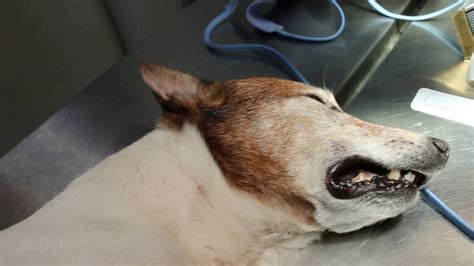 A 16 Year Old Jack Russell Has Foul Breath And Coughs Blood Why Youtube