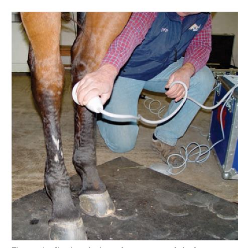 Figure 5 From Review Of Equine Distal Hock Inflammation And Arthritis