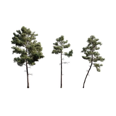 Free 3d Models Pine Trees Cghelios