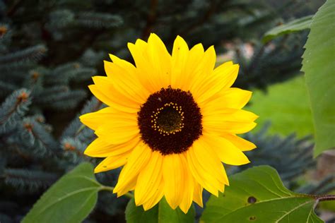 Gambar Flora Bunga Matahari Pulp