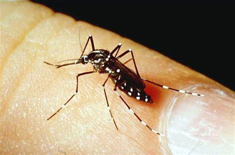 Wetenschappers van het instituut voor tropische geneeskunde (itg) in antwerpen monitoren de aanwezigheid van de tijgermug in ons land. Mosquitoes « Landscape IPM