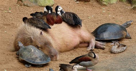 Why Do Animals Like Capybaras So Much 18 Pics Bored Panda