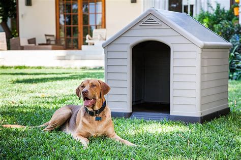 Las Mejores Casas De Exterior Para Perros De Todos Los Tamaños