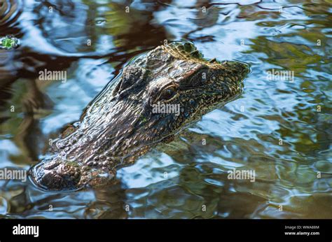 Alligator Eyes Snout Water Hi Res Stock Photography And Images Alamy