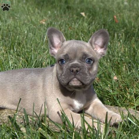 The search tool above returns a list of breeders located nearest to the. Austin French Bulldog Puppy in 2020 | Bulldog puppies ...