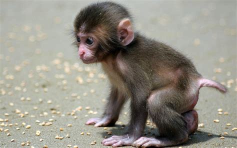 Baby Monkey Wallpapers Wallpaper Cave Afalchi Free images wallpape [afalchi.blogspot.com]