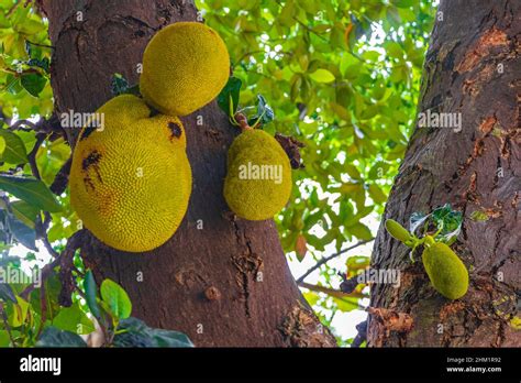 Jackfruit Artocarpus Heterophyllus Growing On Jack Tree In The Nature