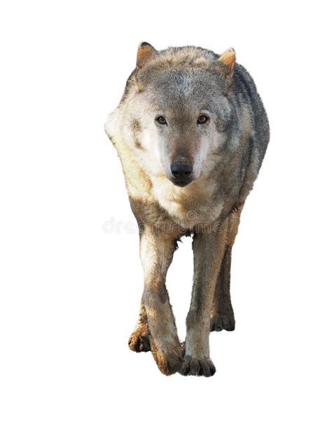 Wolf Standing Grey Full Size Cute Stock Photo Image Of Beast Danger