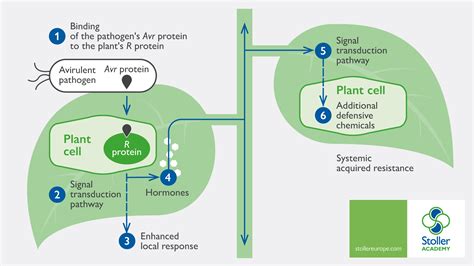 Plant Health And Defense Mechanisms Plant Physiology