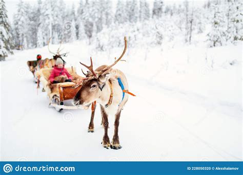 Reindeer Safari In Lapland Stock Photo Image Of Outdoor 228050320