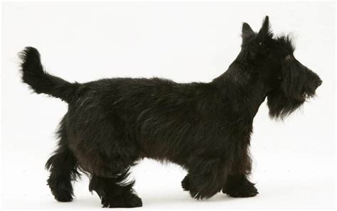 The Scottish Terrier Breed Information Facts Pictures Temperament
