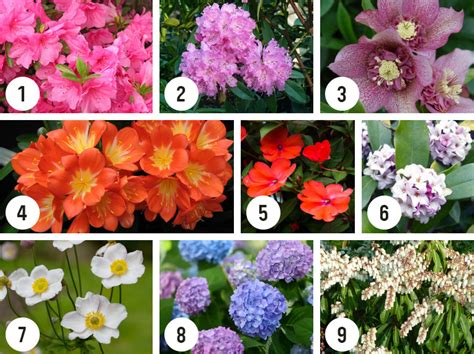 Here is a selection of good options to consider vines that climb do so via different methods. Shade plants for small gardens | Flower Power
