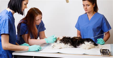 Veterinary Technician Rockford Career College