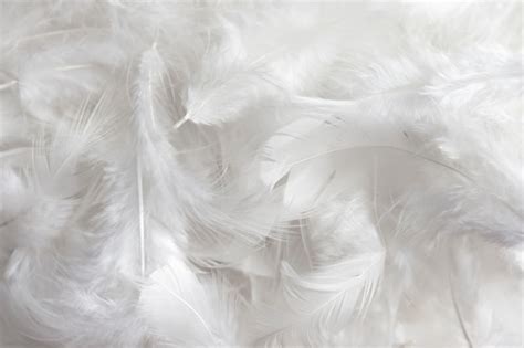 White Feather Texture Background Premium Photo