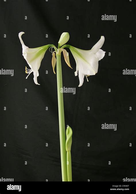 White Amaryllis Flower Stock Photo Alamy