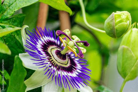 Close Up Of A Flowering Passiflora Caerulea This Plant Is Also Known