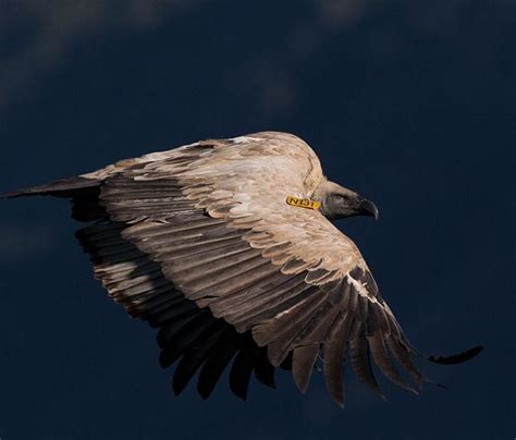 S A Birding Photography Birding South Africa