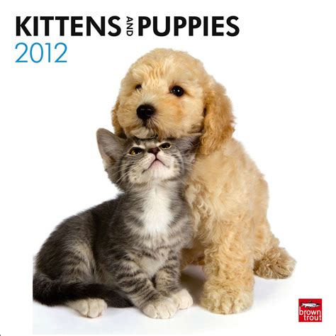 List 102 Wallpaper Pictures Of Kittens And Puppies Full Hd 2k 4k 102023