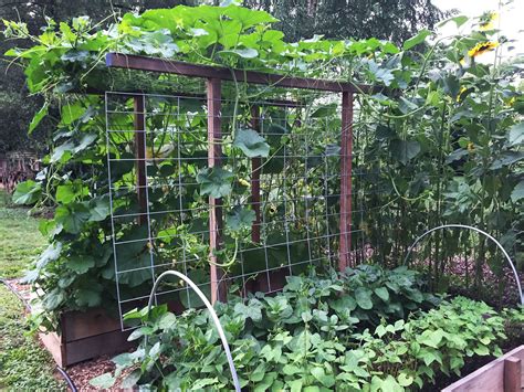 Awasome Growing Squash On A Trellis Ideas Backpack Beach Chair