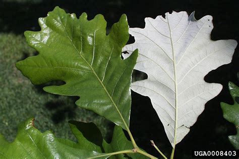 Swamp White Oak Quercus Bicolor