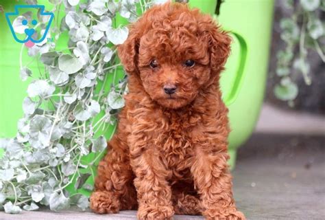 Rylie Poodle Toy Puppy For Sale Keystone Puppies