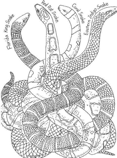 Are you one of the many who simply adores these hissing creatures? Chinese New Year Snake Coloring Pages | family holiday.net ...