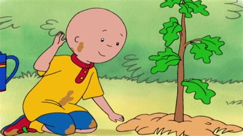 Caillou Full Episodes Caillou Plants A Tree 4 Hour