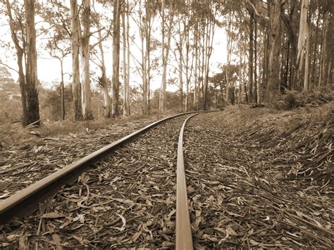 Free Images Tree Nature Forest Grass Wood Track Railway