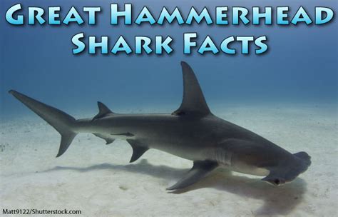 It is territorial so if you mistakenly step into its territory, you're dead meat. Great Hammerhead Shark Facts, Pictures & Video. Discover ...