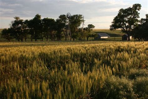 A Wheat Field In Trego County Kansas Photo By Neil Croxton Scenic