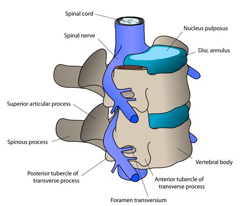 Vertebra - wikidoc