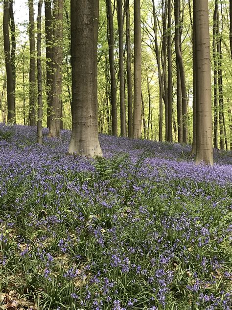In the year 1778, hallerbos was divided between the duke and the chapter of arenberg and there were some 24 boundary stones found during the survey. Hallerbos
