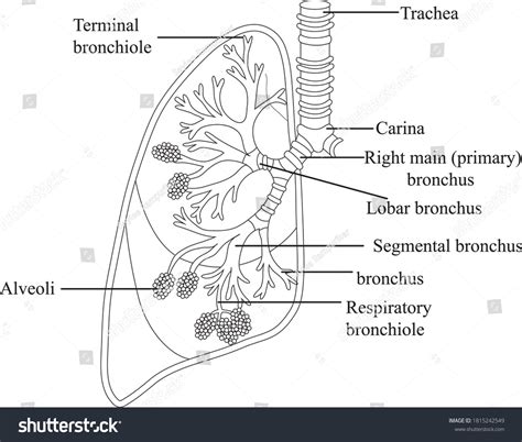 Brochiole Alveoli Diagram Lungs Clipartline Art Arkivvektor Royaltyfri Shutterstock