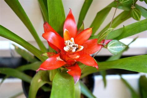 Red Bromeliad Flower Stock Image Image Of Delicate Aechmea 87152883
