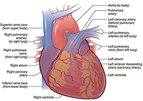 There are four main blood vessels that take blood into and out of the heart. Home Dialysis Central