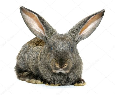 Rabbit Stock Photo By ©ale Ks 4256324