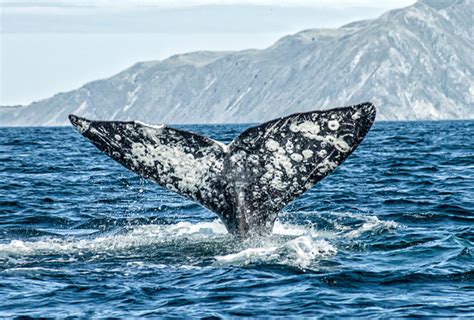 What is a gray whales main food source? Sentinels of Change: Gray Whales in the Arctic | NOAA ...